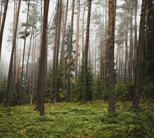 Ex-ante Risk for Carbon Projects